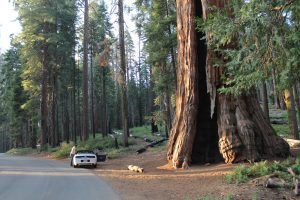 Read more about the article Sequoia National Park, a spasso tra i giganti